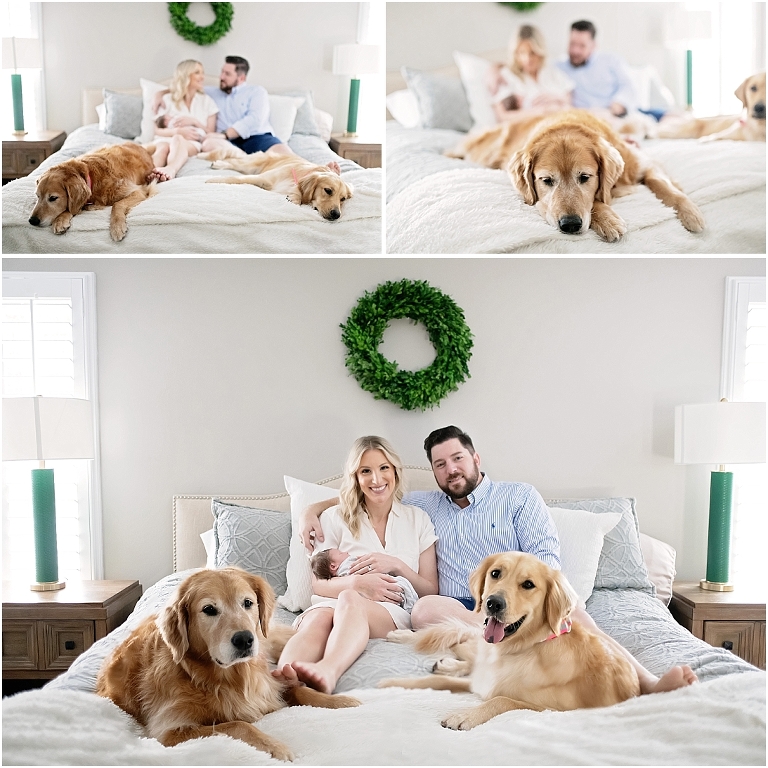 the dogs are also included in the newborn session