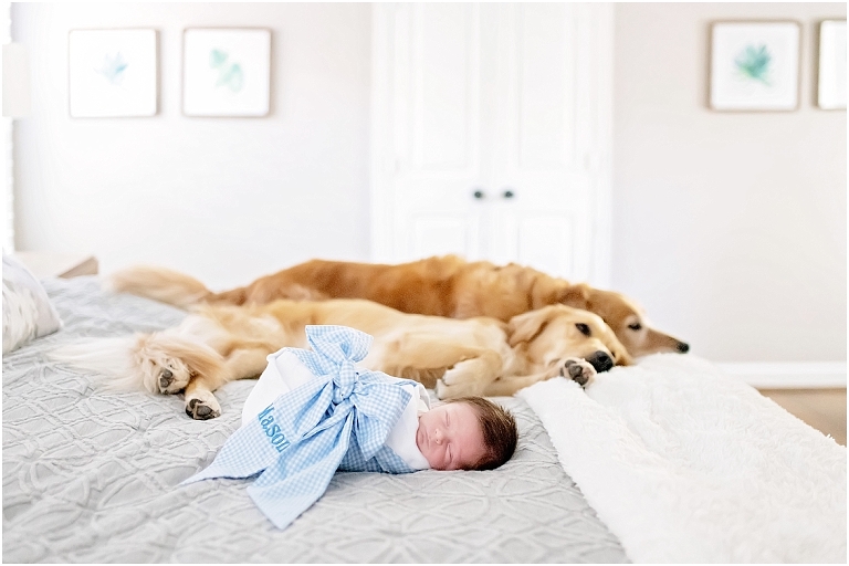 baby boy takes a photo with his doggie sisters